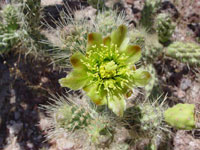 Cylindropuntia alcahes