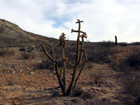 Cylindropuntia alcahes