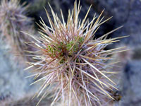 Cylindropuntia alcahes