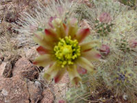 Cylindropuntia alcahes