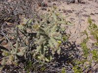 Cylindropuntia alcahes