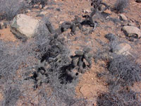 Cylindropuntia alcahes