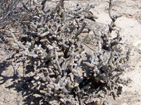 Cylindropuntia anteojoensis