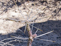 Cylindropuntia anteojoensis