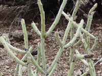 Cylindropuntia arbuscula