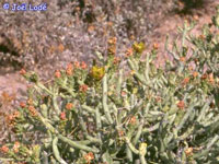 Cylindropuntia arbuscula