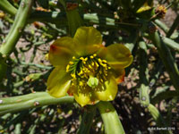 Cylindropuntia arbuscula