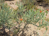 Cylindropuntia arbuscula