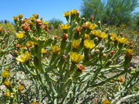 Cylindropuntia arbuscula