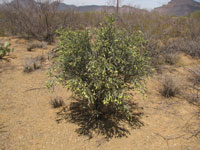 Cylindropuntia arbuscula