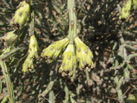 Cylindropuntia arbuscula