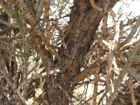 Cylindropuntia arbuscula