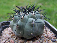 Copiapoa atacamensis