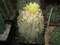 Copiapoa atacamensis