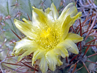 Copiapoa atacamensis