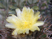 Copiapoa atacamensis