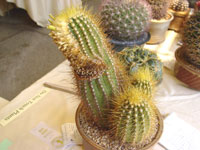 Coleocephalocereus aureus