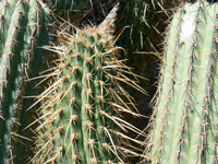 Cleistocactus ayopayanus