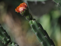 Corryocactus pulquiensis