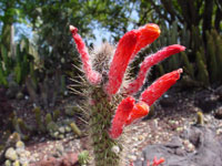 Cleistocactus baumannii