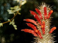 Cleistocactus baumannii