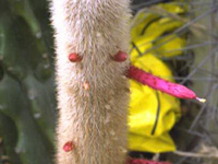 Cleistocactus baumannii