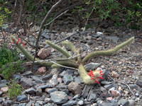 Cleistocactus baumannii