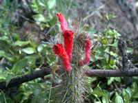 Cleistocactus baumannii