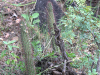 Cleistocactus baumannii