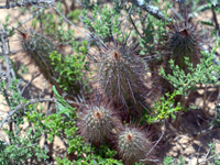 Cleistocactus baumannii