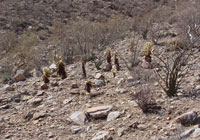 Cylindropuntia bigelovii