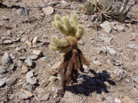 Cylindropuntia bigelovii