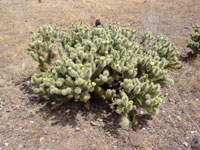 Cylindropuntia bigelovii