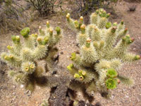 Cylindropuntia bigelovii