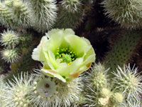 Cylindropuntia bigelovii