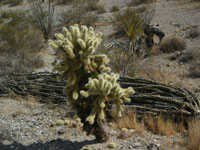 Cylindropuntia bigelovii