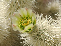 Cylindropuntia bigelovii