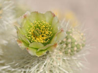 Cylindropuntia bigelovii