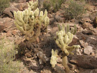 Cylindropuntia bigelovii