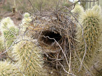 Cylindropuntia bigelovii