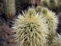 Cylindropuntia bigelovii