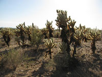 Cylindropuntia bigelovii