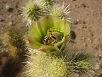 Cylindropuntia bigelovii