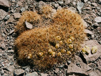 Cumulopuntia boliviana