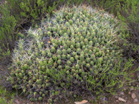 Cumulopuntia boliviana