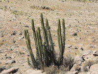 Corryocactus brevistylus