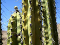 Corryocactus brevistylus