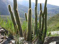 Cleistocactus buchtienii