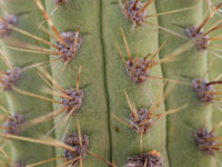 Cleistocactus buchtienii