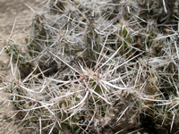 Corynopuntia bulbispina